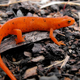 Image for article titled These newts have the world's sexiest kidneys